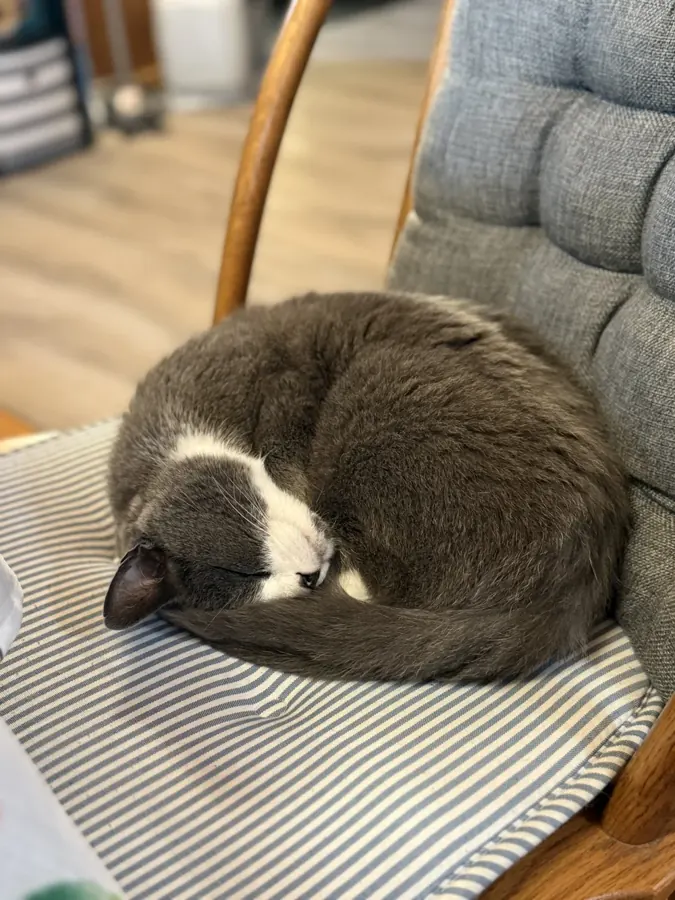 A perfect circle on the chair