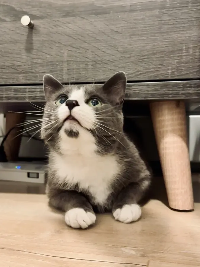 Under the desk, plotting
