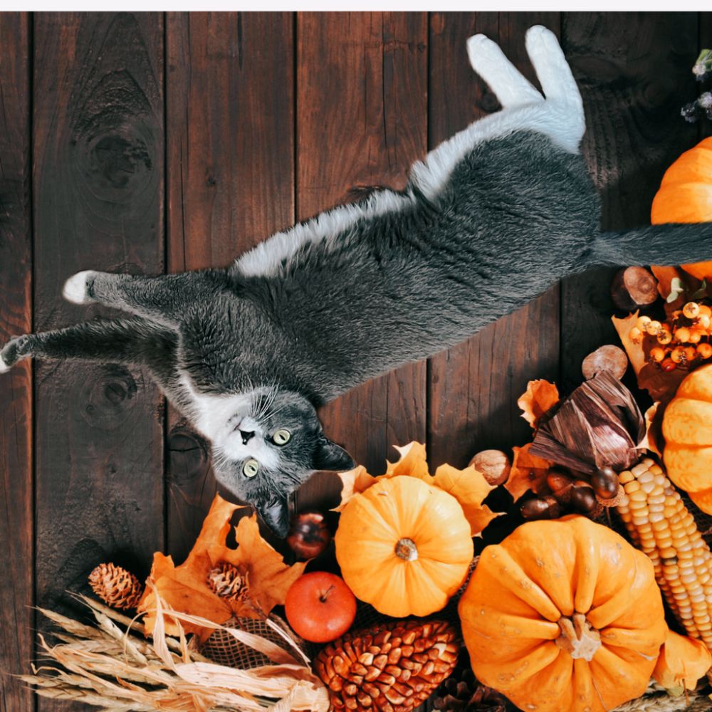 Nandor sprawled on the harvest table