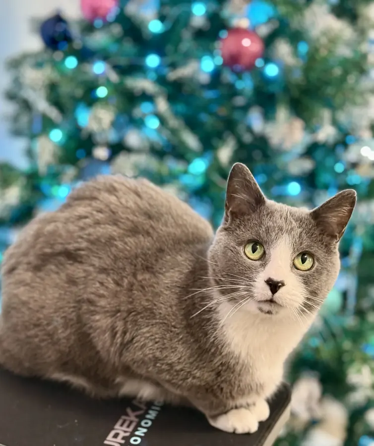 Christmas tree sentry