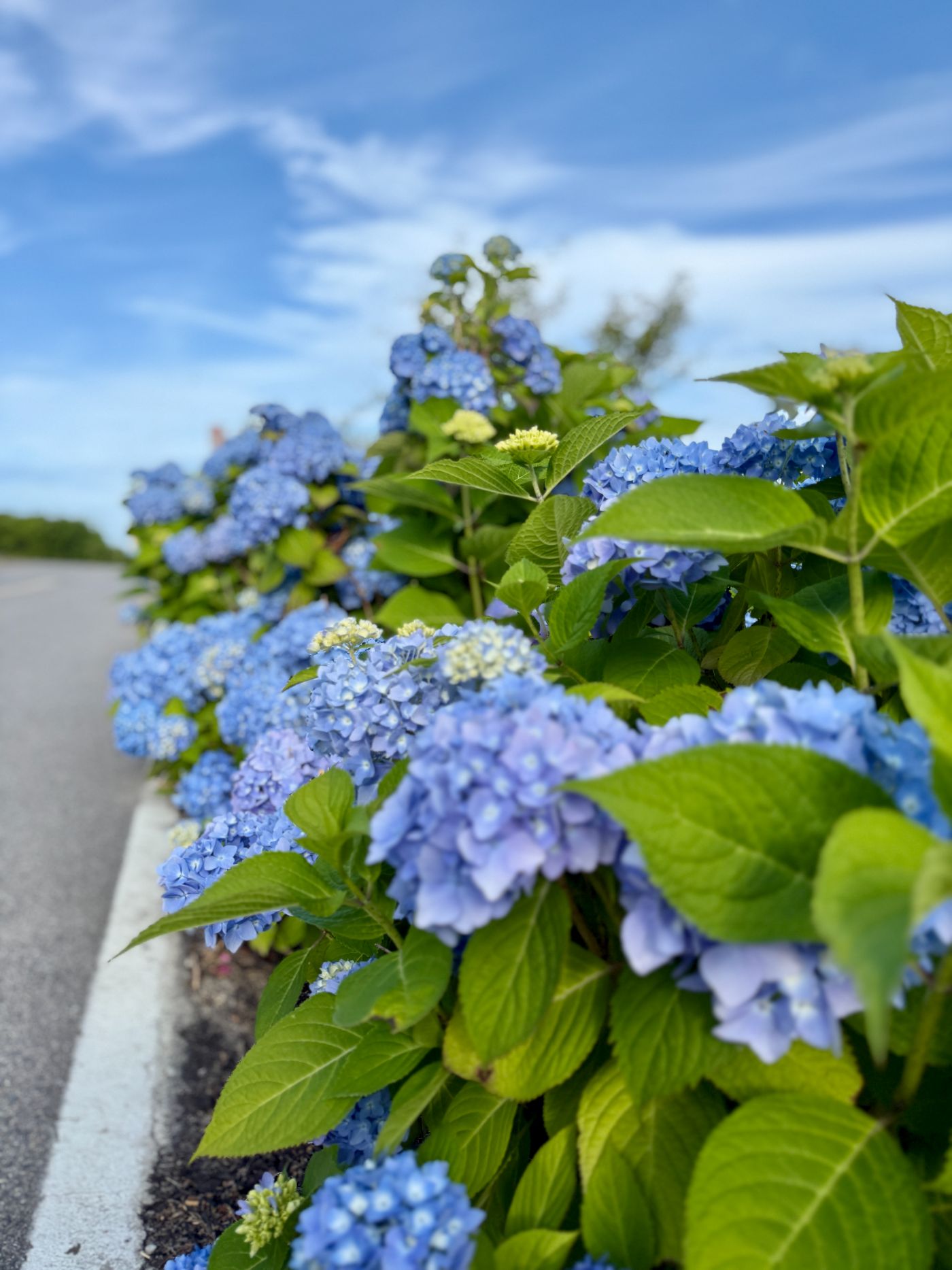 Roadside hydrangeas