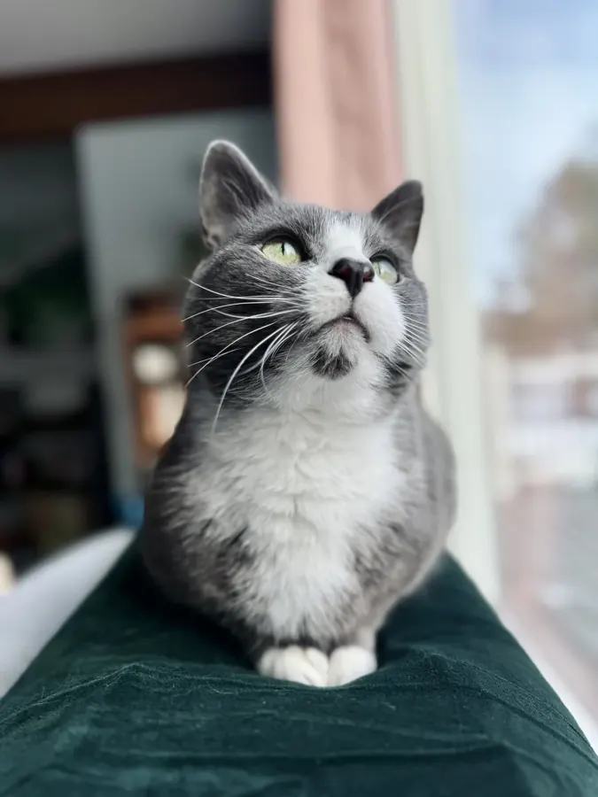Watching the world from the windowsill