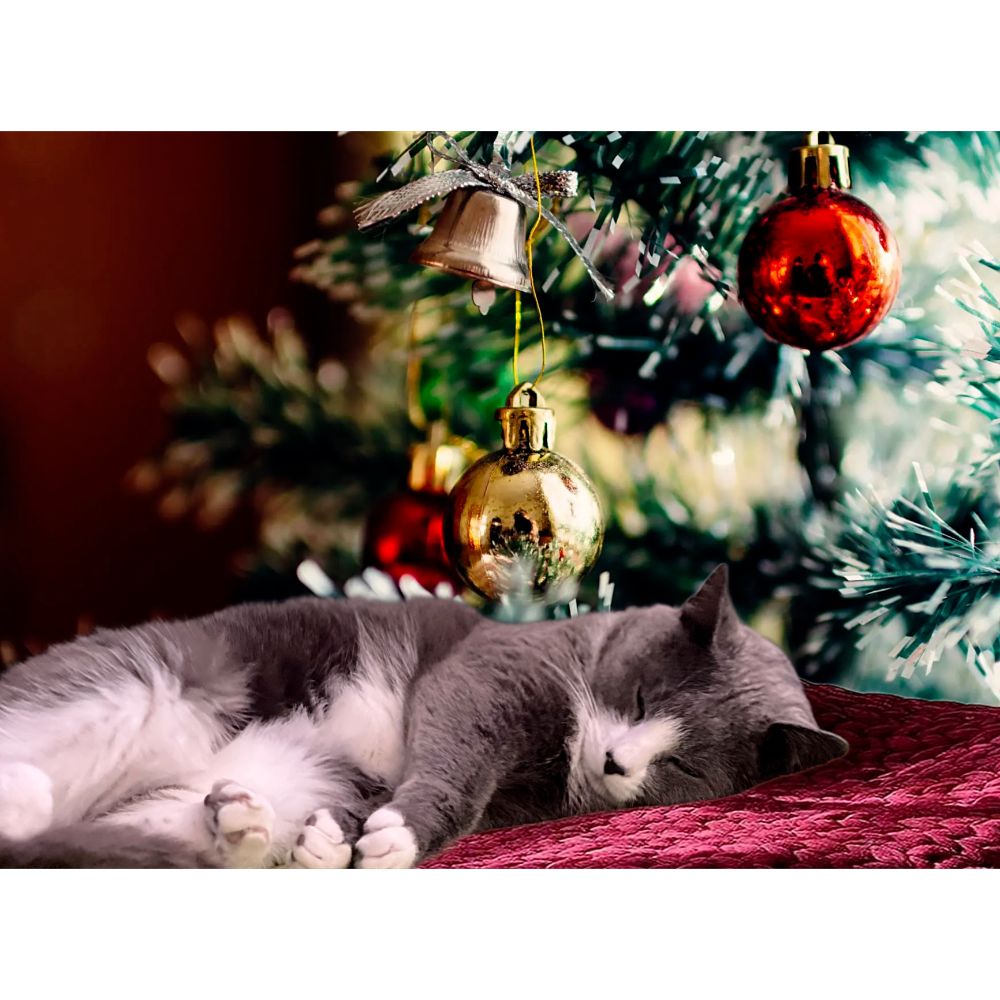Nandor asleep under the Christmas tree