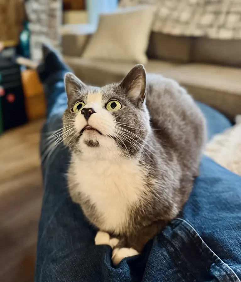 Lap loaf