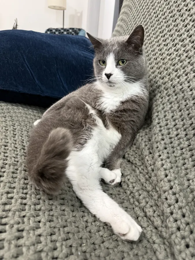 Reclining like a Renaissance subject