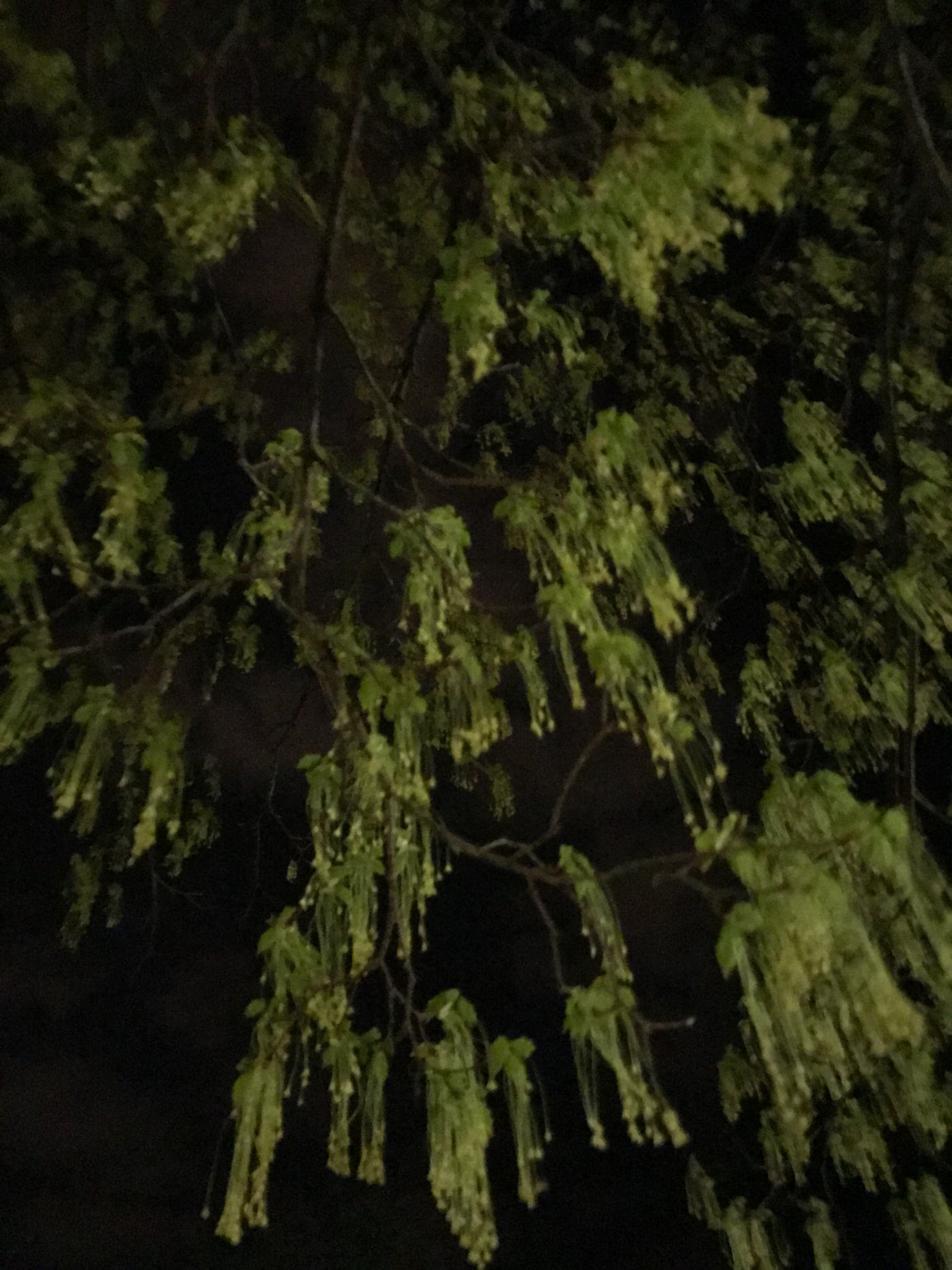 Maple flowers at night