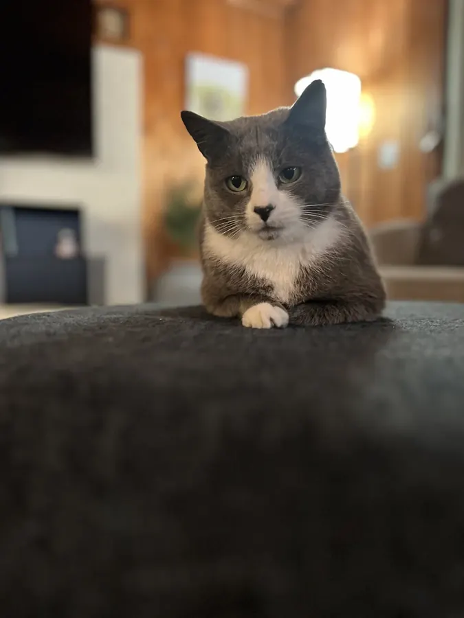 Holding court on the ottoman