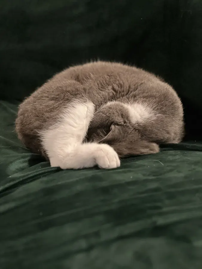 Curled up on the green velvet