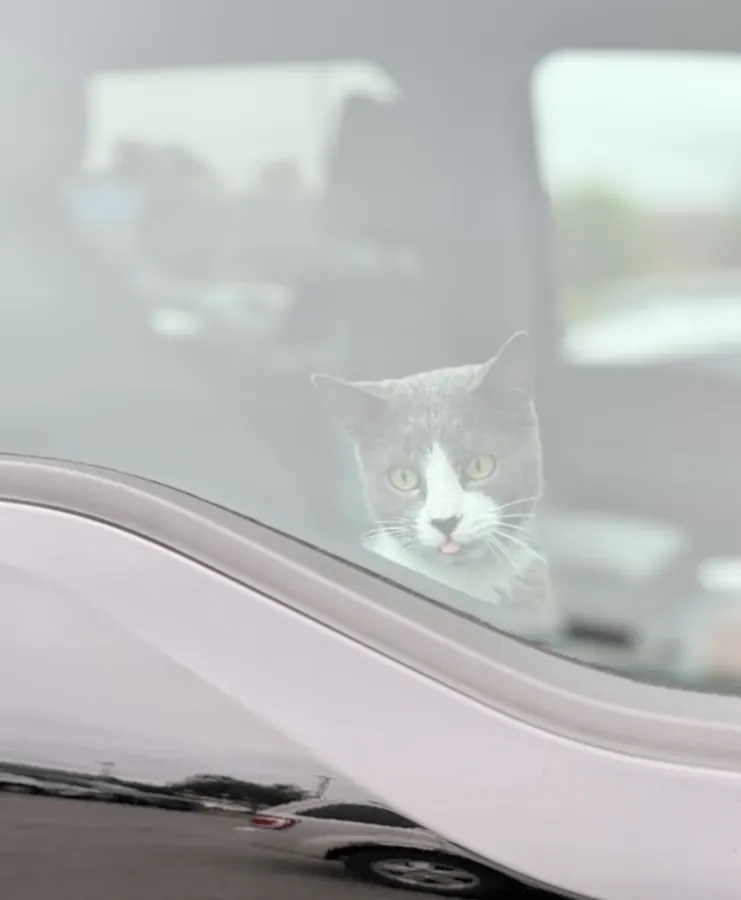 Blep behind the windshield